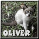 Hi, I am Oliver, do you like me?