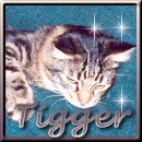 Tigger is currently missing and terribly missed