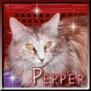 I am Pepper!