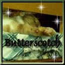 sleepy Butterscotch!