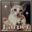 Harper in sit-position