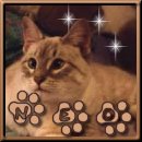 in memorium: 'lovely Neo'