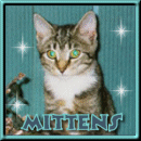 Hi, I am Mittens, Do you like me?